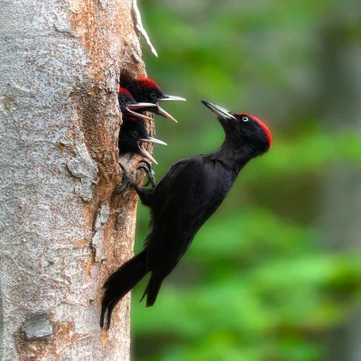 black-woodpecker-bird-dryocopus-martius