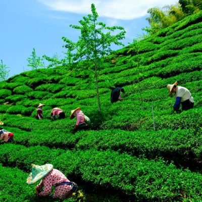 zyanna-the-beauty-of-indian-tea-gardens-a-visual-symphony-of-nature-and-culture